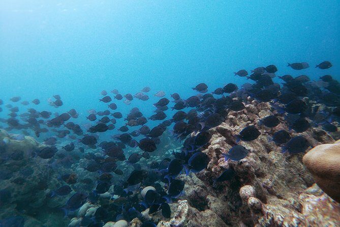 Private nature tour: Aruban mangrove forest & pristine coral reef - Why the no-boat style matters for marine life