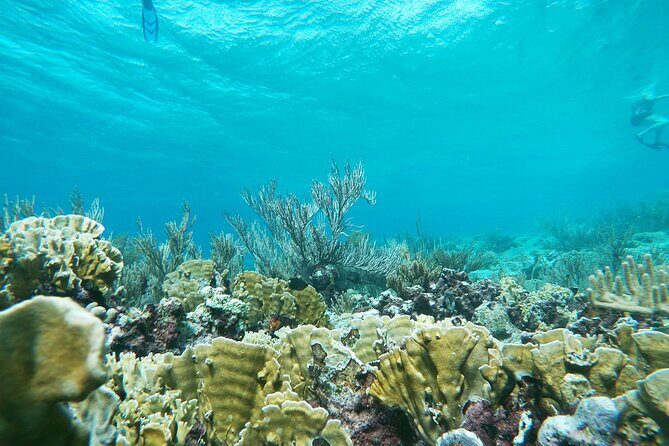 Private nature tour: Aruban mangrove forest & pristine coral reef - What’s included (and why those details actually help)