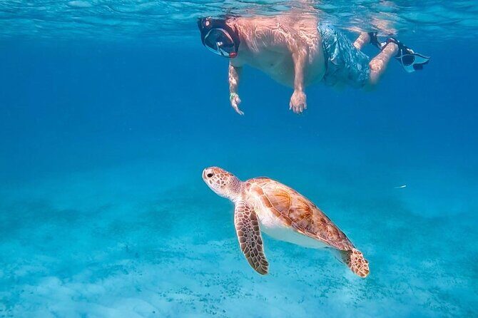 Private Turtle Spotting Snorkeling Excursion in Aruba - Key moments I’d plan around