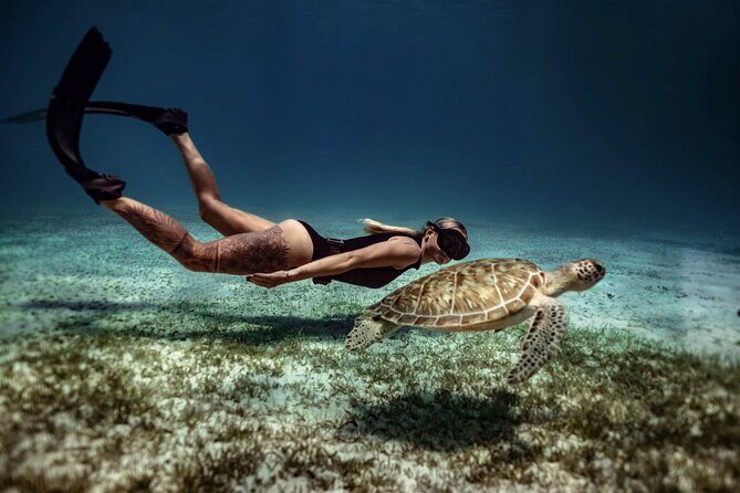 Private Turtle Spotting Snorkeling Excursion in Aruba - Price and value: $97 for a private, turtle-focused, filmed experience