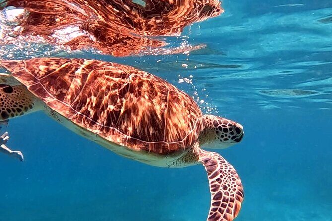 Private Turtle Spotting Snorkeling Excursion in Aruba - Who should book this turtle snorkeling, and who should skip it