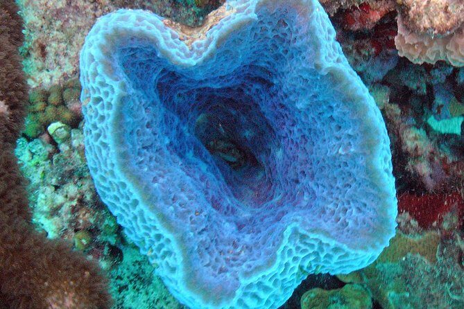 Small-Group Aruba Scuba Diving for Non-Certified Divers - Key Highlights at a Glance