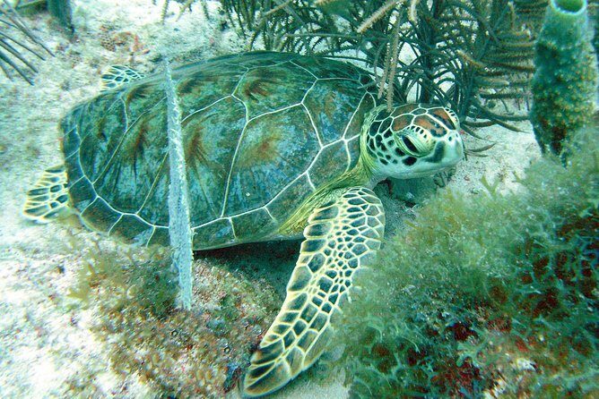 Small-Group Aruba Scuba Diving for Non-Certified Divers - Shallow-Water Skills, Then a Controlled Go-To-Depth Moment