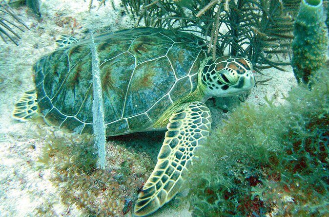 Small-Group Aruba Scuba Diving for Non-Certified Divers - What You’ll See Underwater: Coral, Fish Schools, Eels, and Turtles