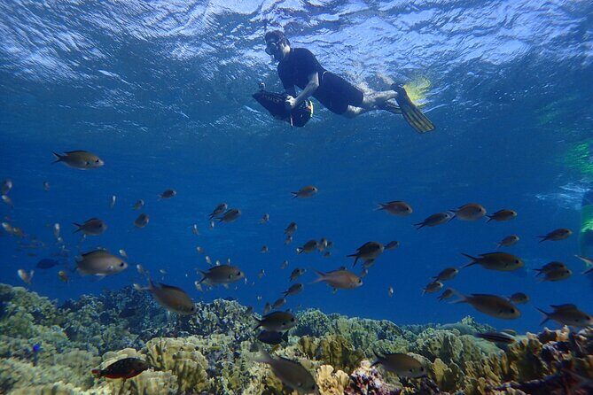 Small-Group Sea Scooters Snorkel at Mangel Halto Beach in Aruba - Key things that make this tour worth your time