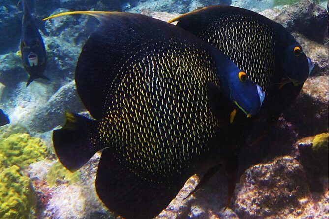 Small Group Snorkeling at Mangel Halto Aruba - Who Should Book This Snorkeling Tour (and Who Should Skip It)