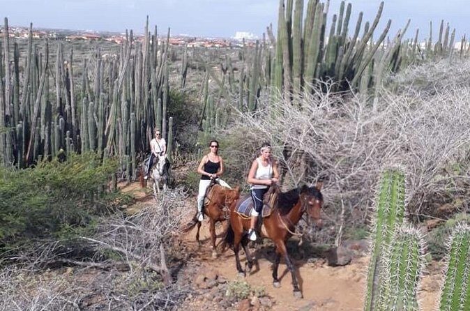 Sunset Horseback Ride in Aruba - The Trail to the Coast: Cacti Country, Wildlife Chances, and Wind Off the Water