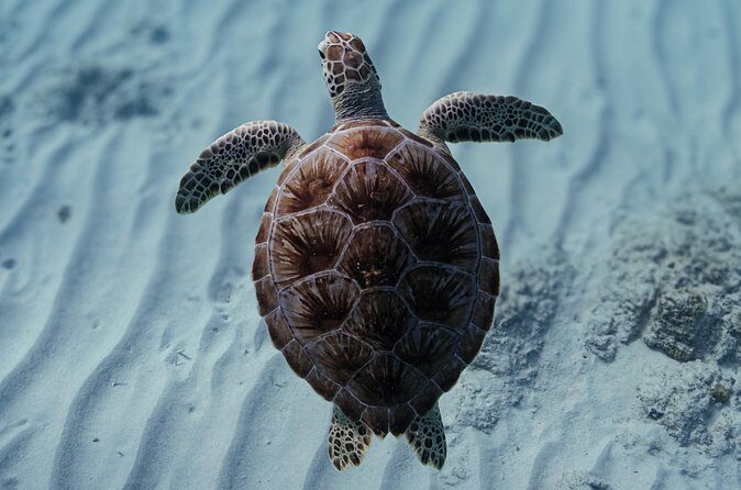 Turtle Snorkeling Aruba: Private Tour with Video - Equipment and comfort: less friction, more turtle time