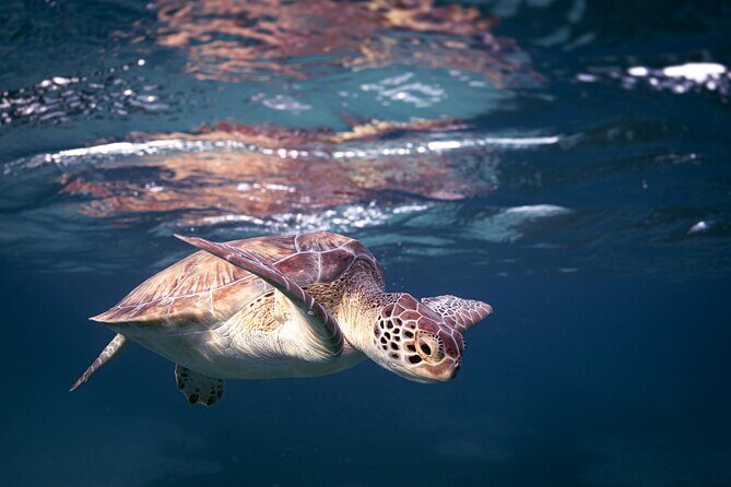 Turtle Snorkeling Aruba: Private Tour with Video - Who this private turtle snorkeling is best for