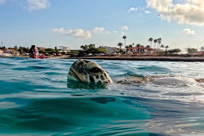 Turtle Snorkeling Tour in Tres Trapi, Aruba - Key Highlights at Tres Trapi Turtle Snorkeling