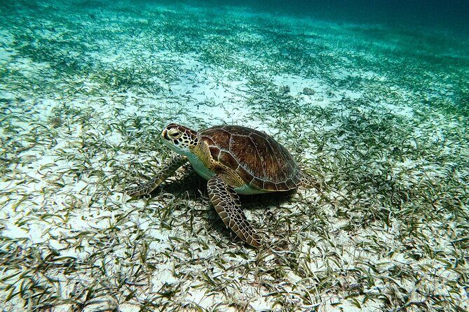 Turtle Snorkeling Tour in Tres Trapi, Aruba - Timing That Works: About Two Hours and the Best Time Slots