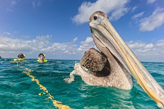 Turtle Snorkeling Tour in Tres Trapi, Aruba - Meeting Point and Practicalities at Tres Trapi