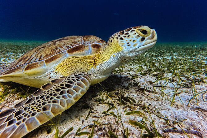 Turtle Snorkeling Tour in Tres Trapi, Aruba - Price and Value: Why $125 Can Make Sense for Turtle Snorkeling