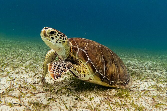 Turtle Snorkeling Tour in Tres Trapi, Aruba - Who Should Book This Tour (and Who Might Not)
